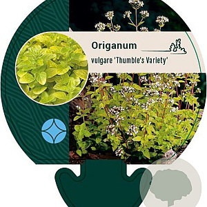 Origanum vulg. 'Thumble's Variety' GM P9