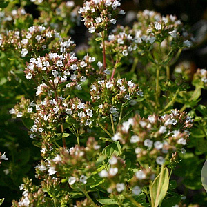 Origanum vulg. 'Thumble's Variety' GM P9