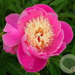 Paeonia (LE) 'Bowl of Beauty' GM  P11