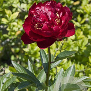 Paeonia (LD) 'Buckeye Belle' GM P9