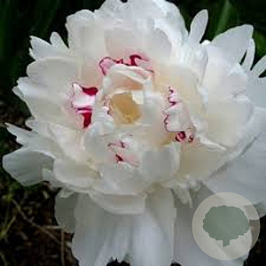 Paeonia (LD) 'Festiva Maxima' GM  P11