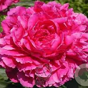 Paeonia (LD) 'Kansas' GM P9