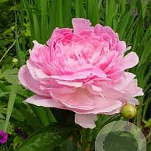 Paeonia (LD) 'Pink Giant' GM  P11