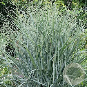 Panicum virgatum 'Fountain' ' GM P9