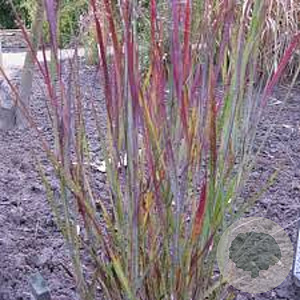 Panicum virgatum 'Cardinal' GM P9