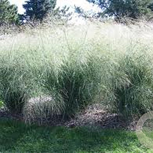 Panicum virgatum 'Cloud Nine' GM P9