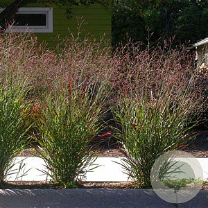 Panicum virgatum 'Hänse Herms' GM P9