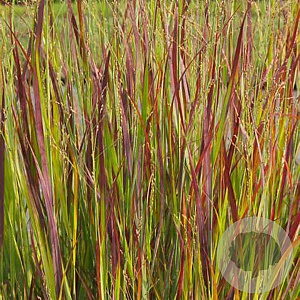 Panicum virgatum 'Heiliger Hain' GM P9