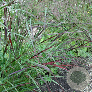 Panicum virgatum 'Kurt Bluemel' GM P9