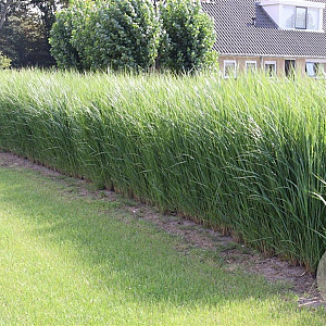 Panicum virgatum 'Northwind' GM P9