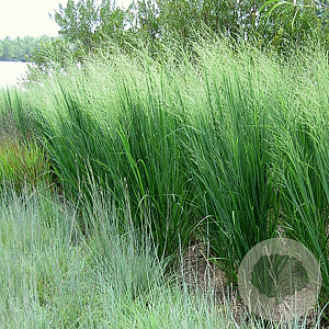 Panicum virgatum 'Northwind' GM P9