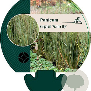 Panicum virgatum 'Prairie Sky' GM P9