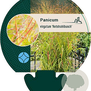 Panicum virgatum 'Rotstrahlbusch' GM P9