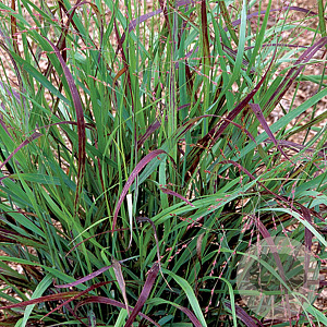 Panicum virgatum 'Shenandoah' GM P9