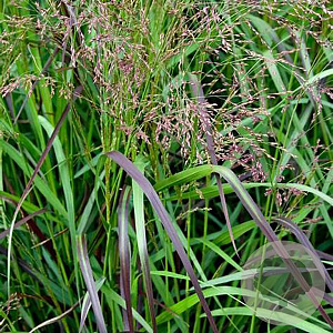 Panicum virgatum 'Squaw' GM P9