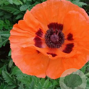 Papaver orientale GM P9