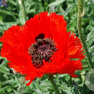 Papaver orientale 'Bolero' GM P9