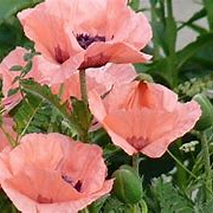 Papaver orientale 'Helen Elizabeth' GM P9