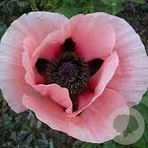 Papaver orientale 'Karine' GM P9