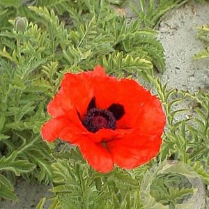 Papaver orientale 'Marcus Perry' GM P9