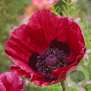 Papaver orientale 'Marlene' GM P9