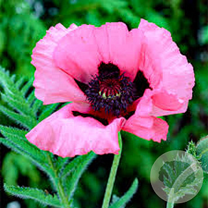 Papaver orientale 'Raspberry Queen' GM P9