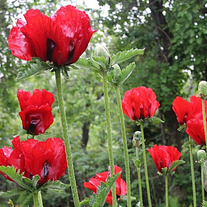 Papaver orientale Goliath GM P9