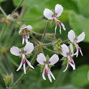 Pelargonium tomentosum GM P9
