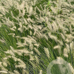 Pennisetum alopecuroides GM P9