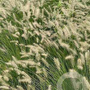 Pennisetum alopecuroides GM P9