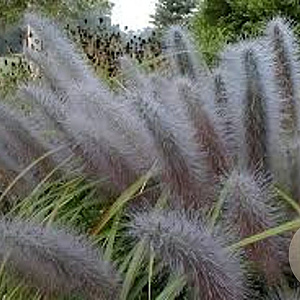 Pennisetum alopecuroides 'Black Moudry' GM P9