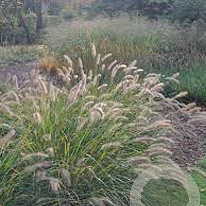 Pennisetum alopecuroides 'Woodside' GM P9