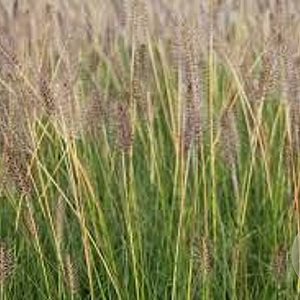 Pennisetum al. 'Goldstrich' GM P9