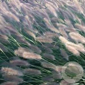Pennisetum al. 'Herbstzauber' GM P9