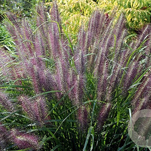 Pennisetum al. 'Redhead' GM P9