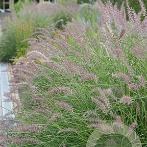 Pennisetum 'Karley Rose' GM P9