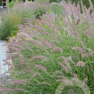 Pennisetum 'Karley Rose' GM P9