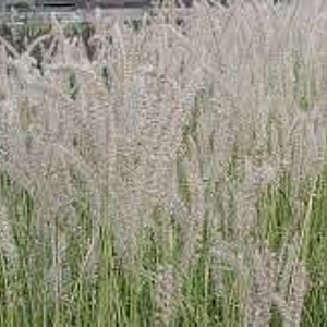 Pennisetum or. 'Tall Tails' GM P9