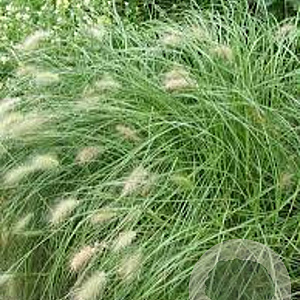 Pennisetum villosum GM P9