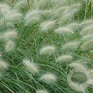 Pennisetum villosum GM P9