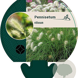 Pennisetum villosum GM P9