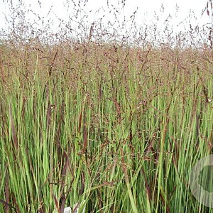 Pennisetum virgatum Heiliger Hahn GM P9