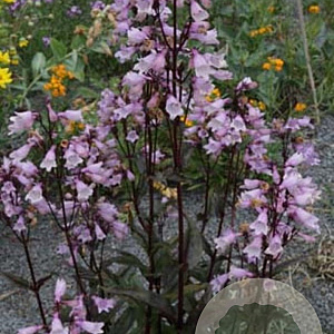 Penstemon 'Isa' GM P9