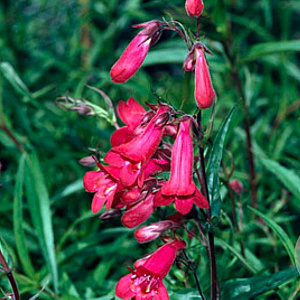 Penstemon 'Andenken an F. Hahn' GM P9