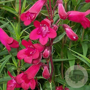 Penstemon 'Andenken an F. Hahn' GM P9