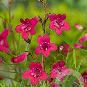 Penstemon 'Andenken an F. Hahn' GM P9