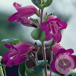 Penstemon 'Burgundy' GM P9