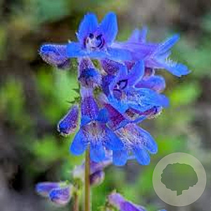Penstemon ovatus GM P9