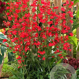 Penstemon 'Red Riding Hood' GM P9