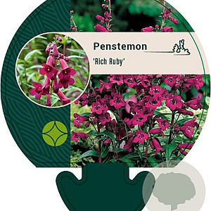 Penstemon 'Rich Ruby' GM P9